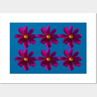 Dark Pink Cosmos Flowers in Six Pattern Posters and Art